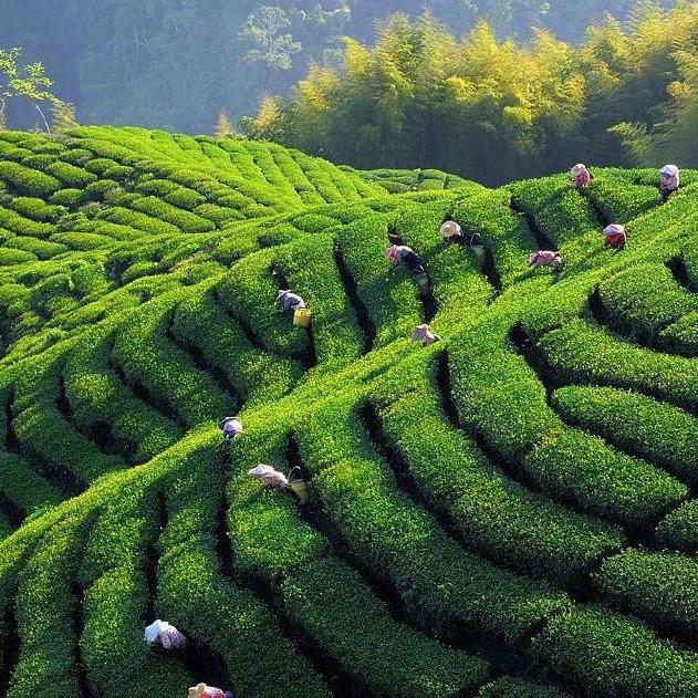 茶叶含片源头厂家