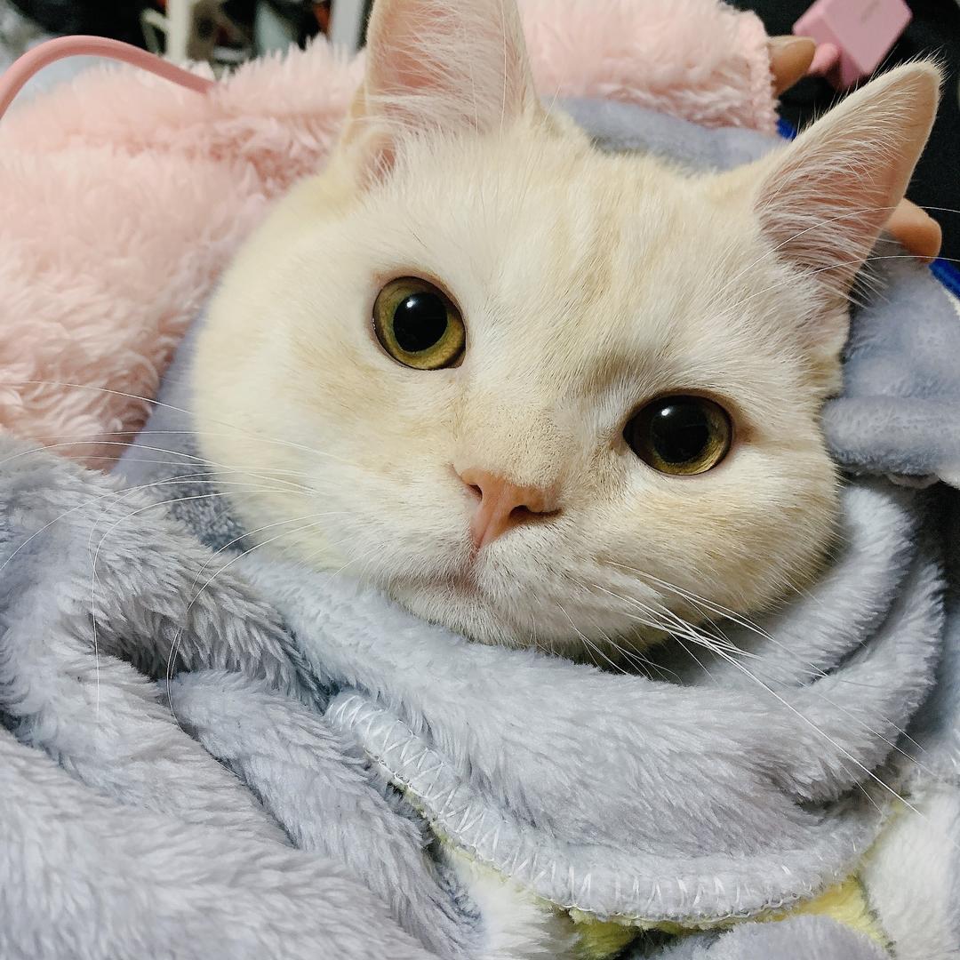 🌟好运大橙子