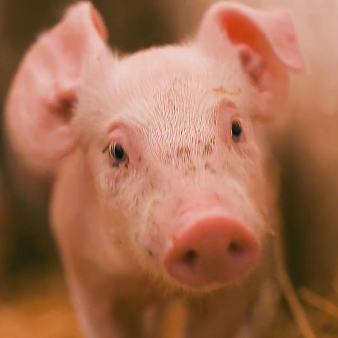 猪倌刘厂长的岁月良方