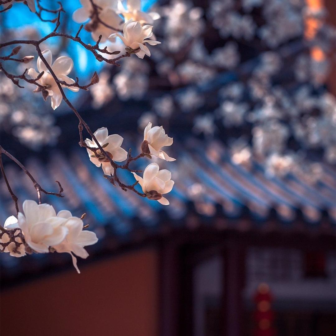 卷毛泡面