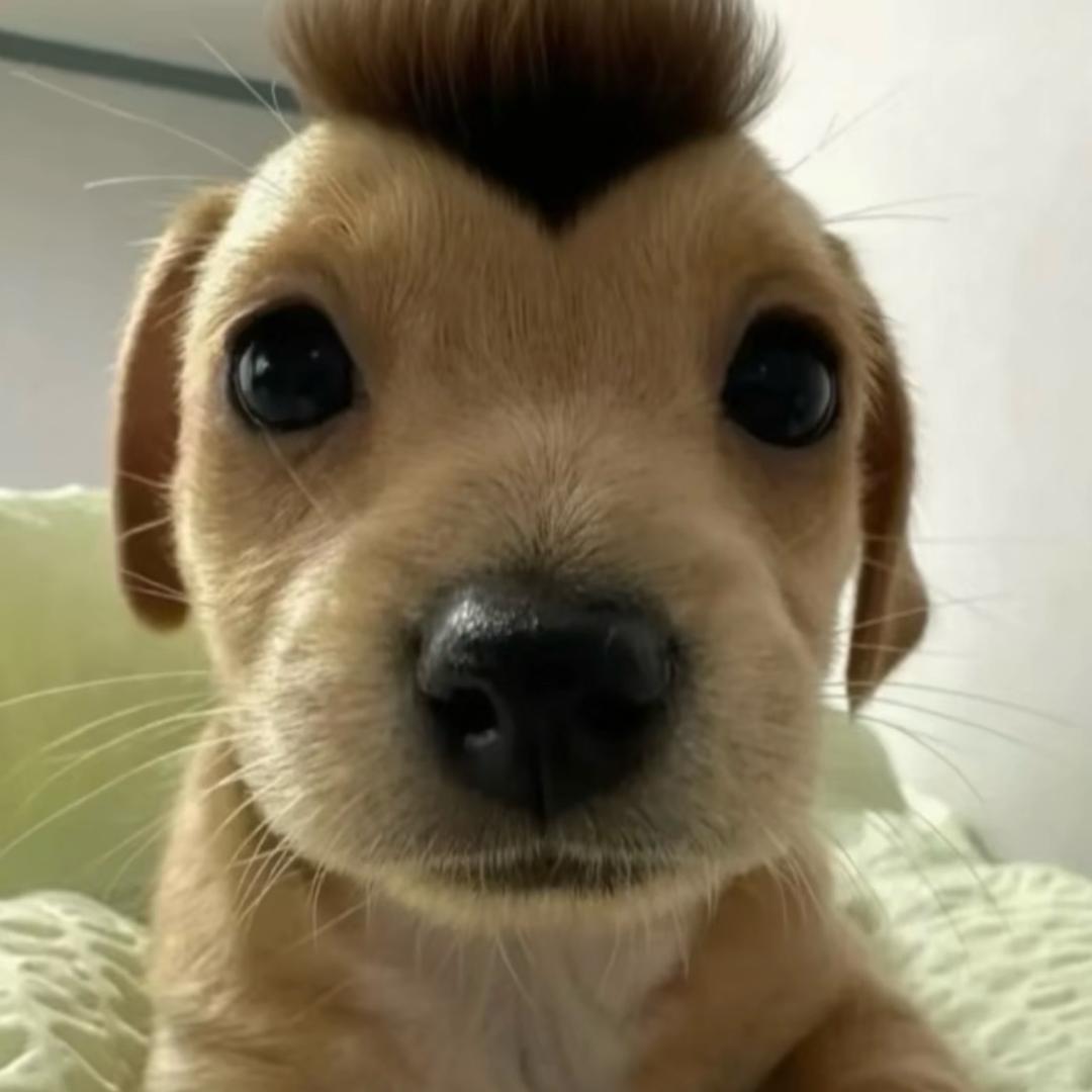 福西西