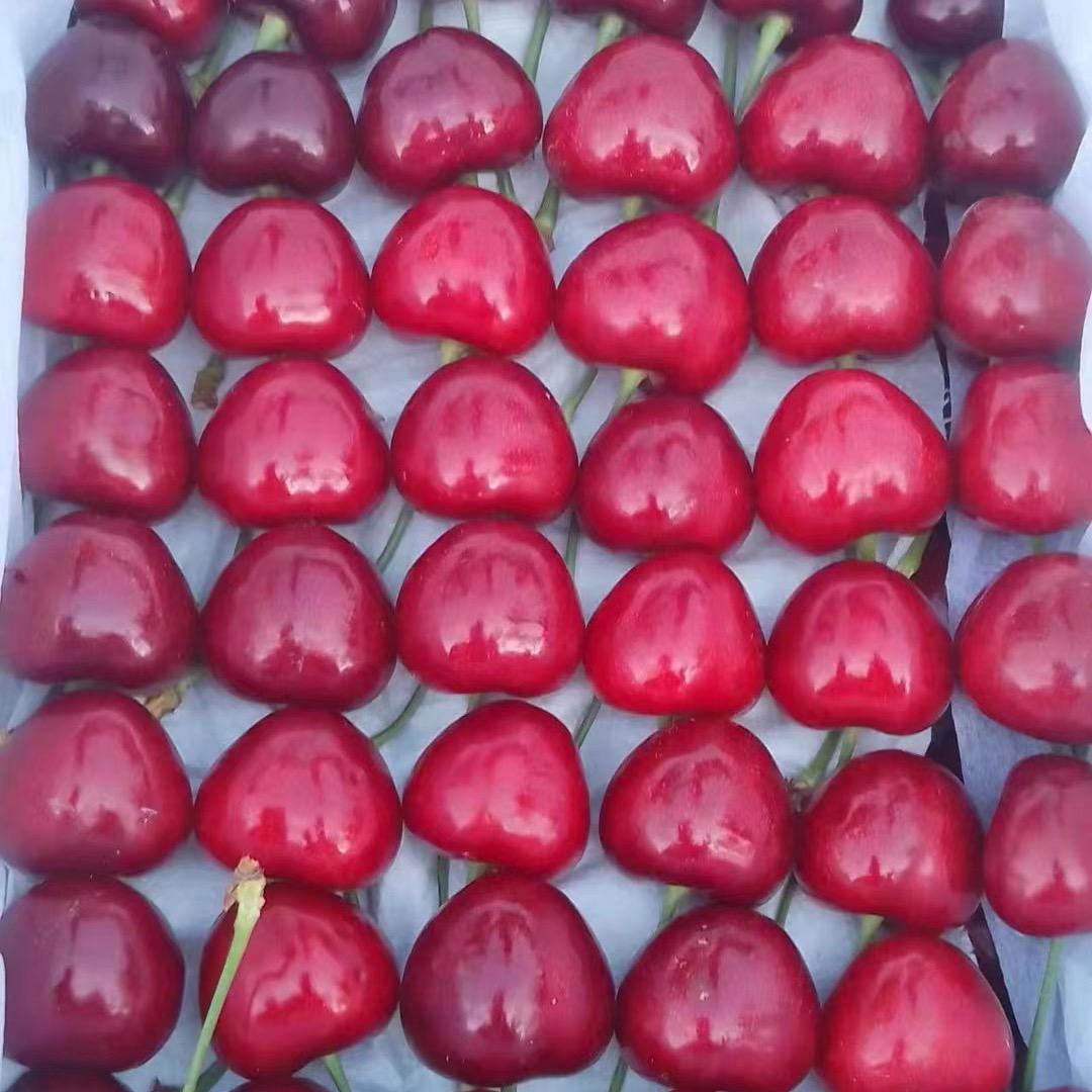 🍒樱桃爱上车厘子🍒丽姐自家大樱桃园