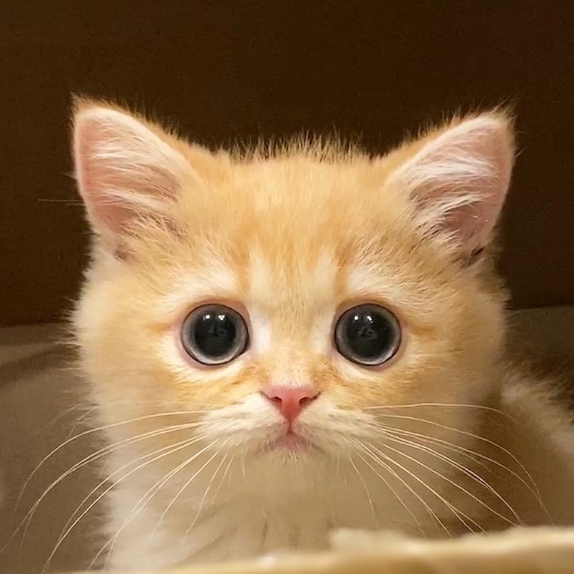 一只鱼蛋仔🐱@抖音