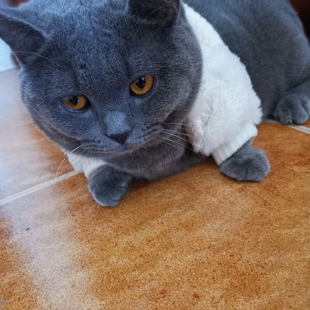 英雄没有闪-军师