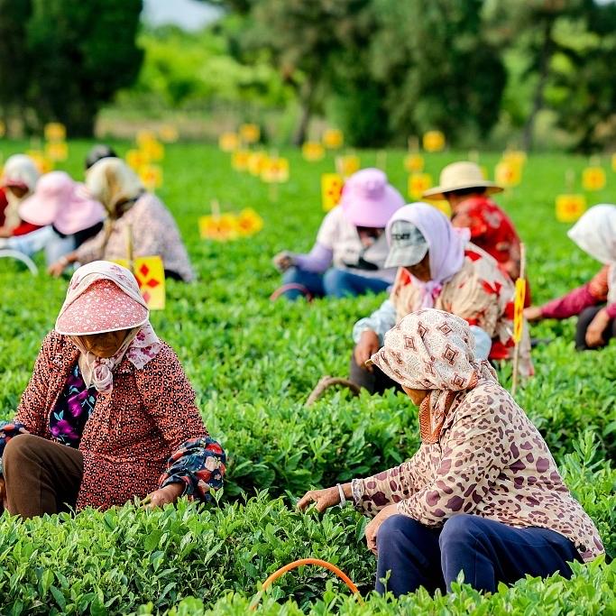 武夷山市花珊逗茶叶店