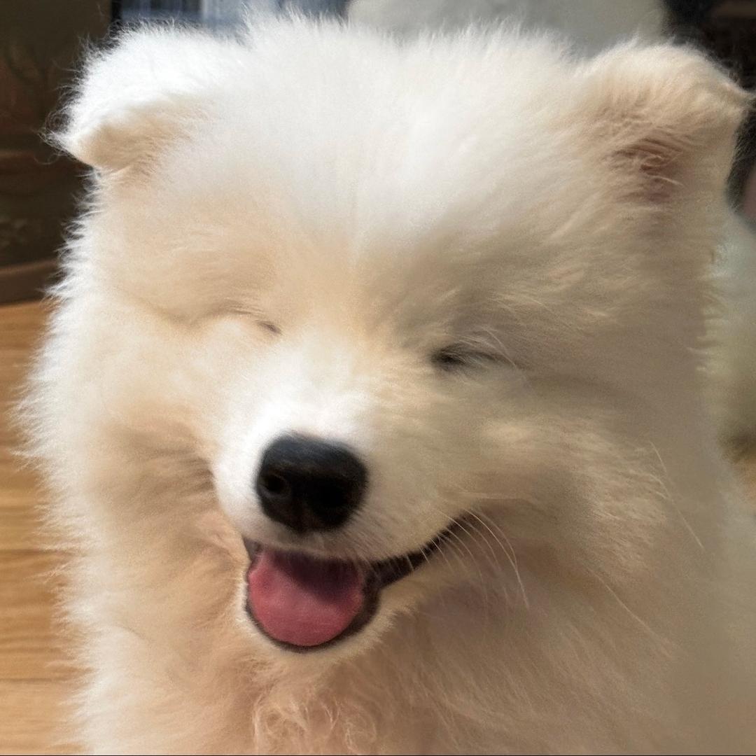 画画的叶先生