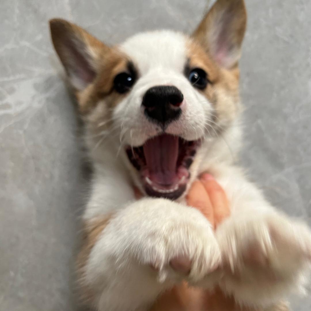 在在是只小柯基