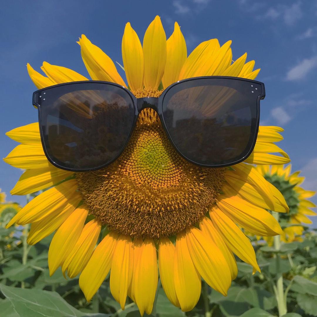 🌻向日葵🌻