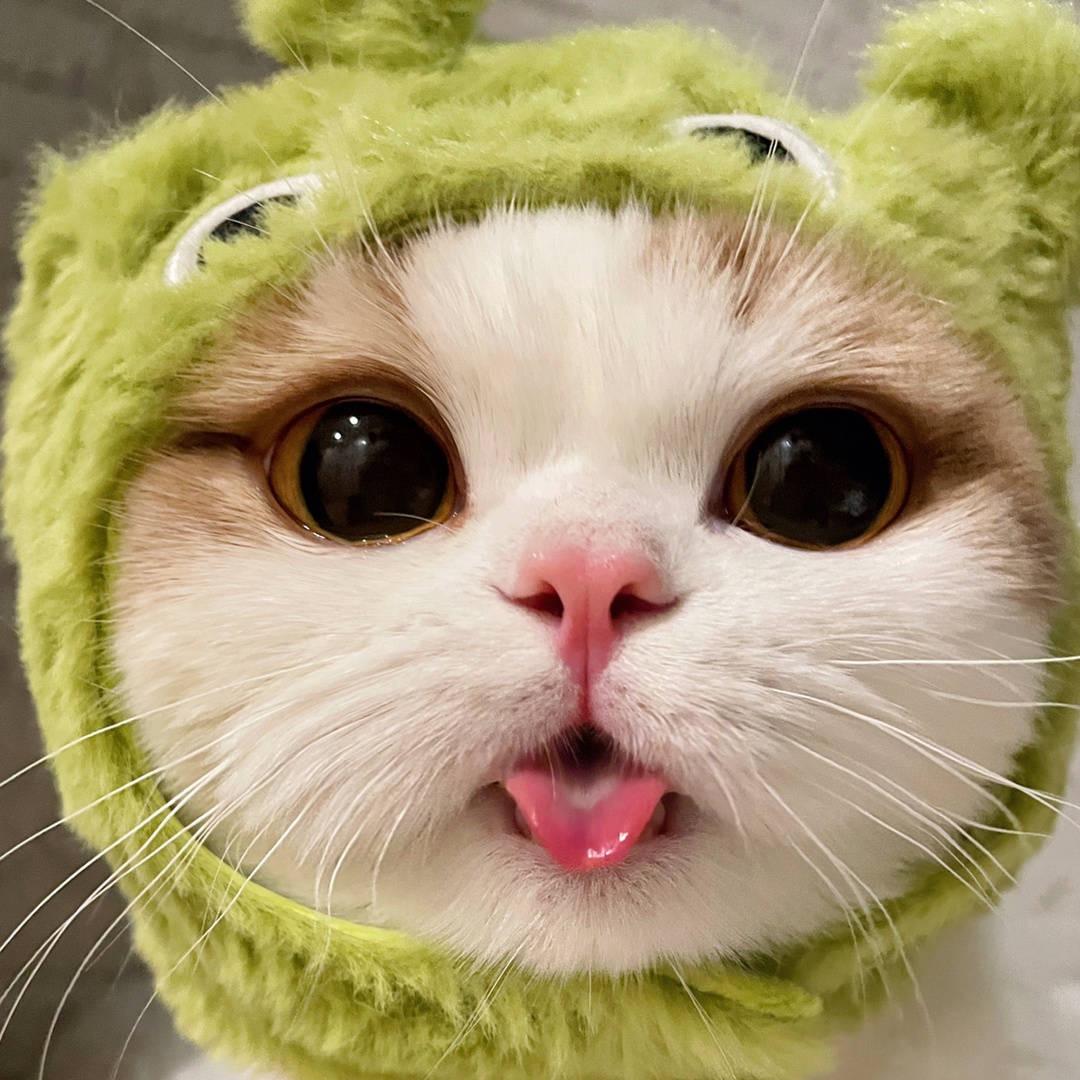 喵🐱头像