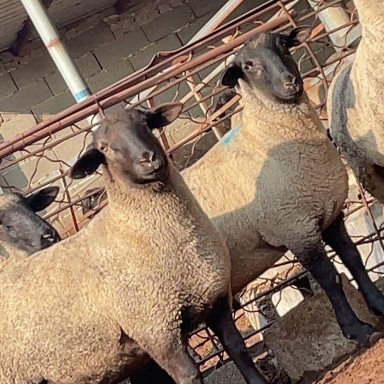 杨气开心牧羊人