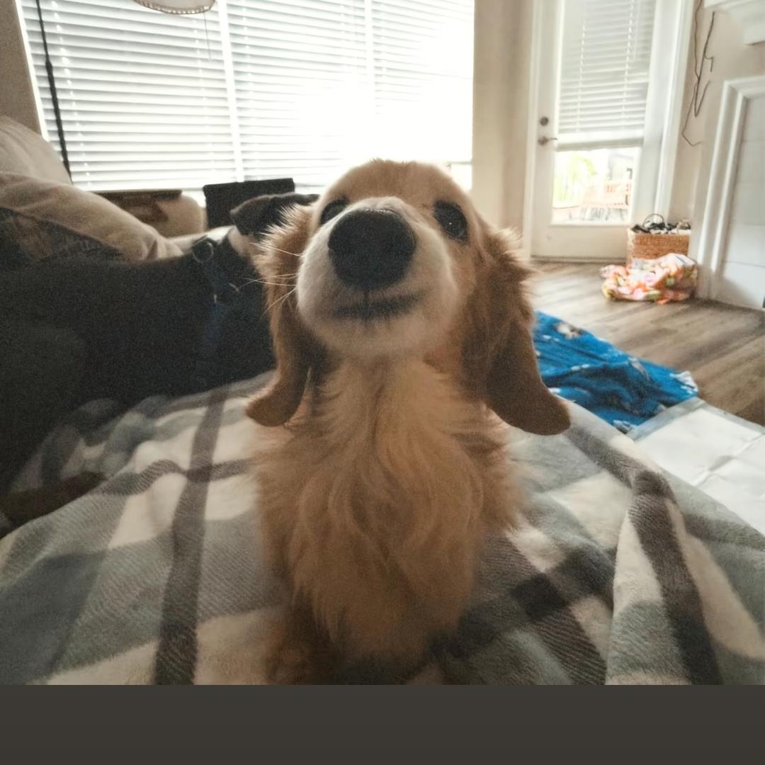 可可