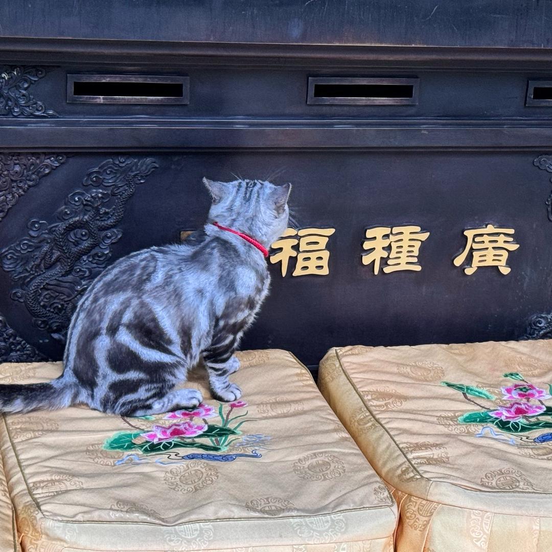 森淼