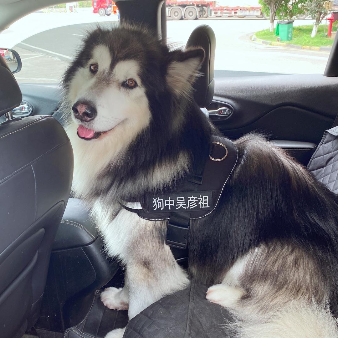 泡泡不是二哈