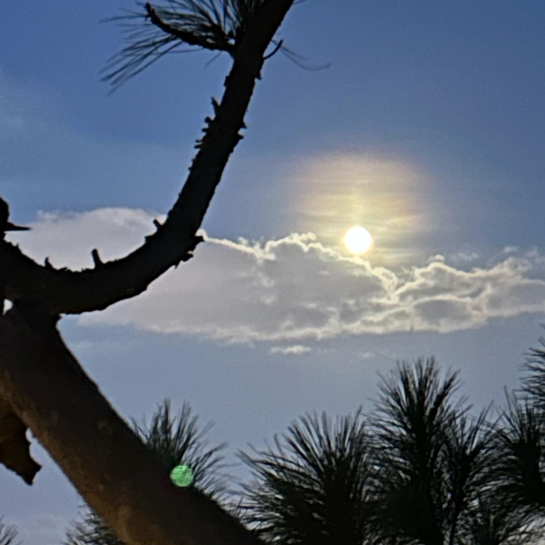 花开灿烂靠阳光