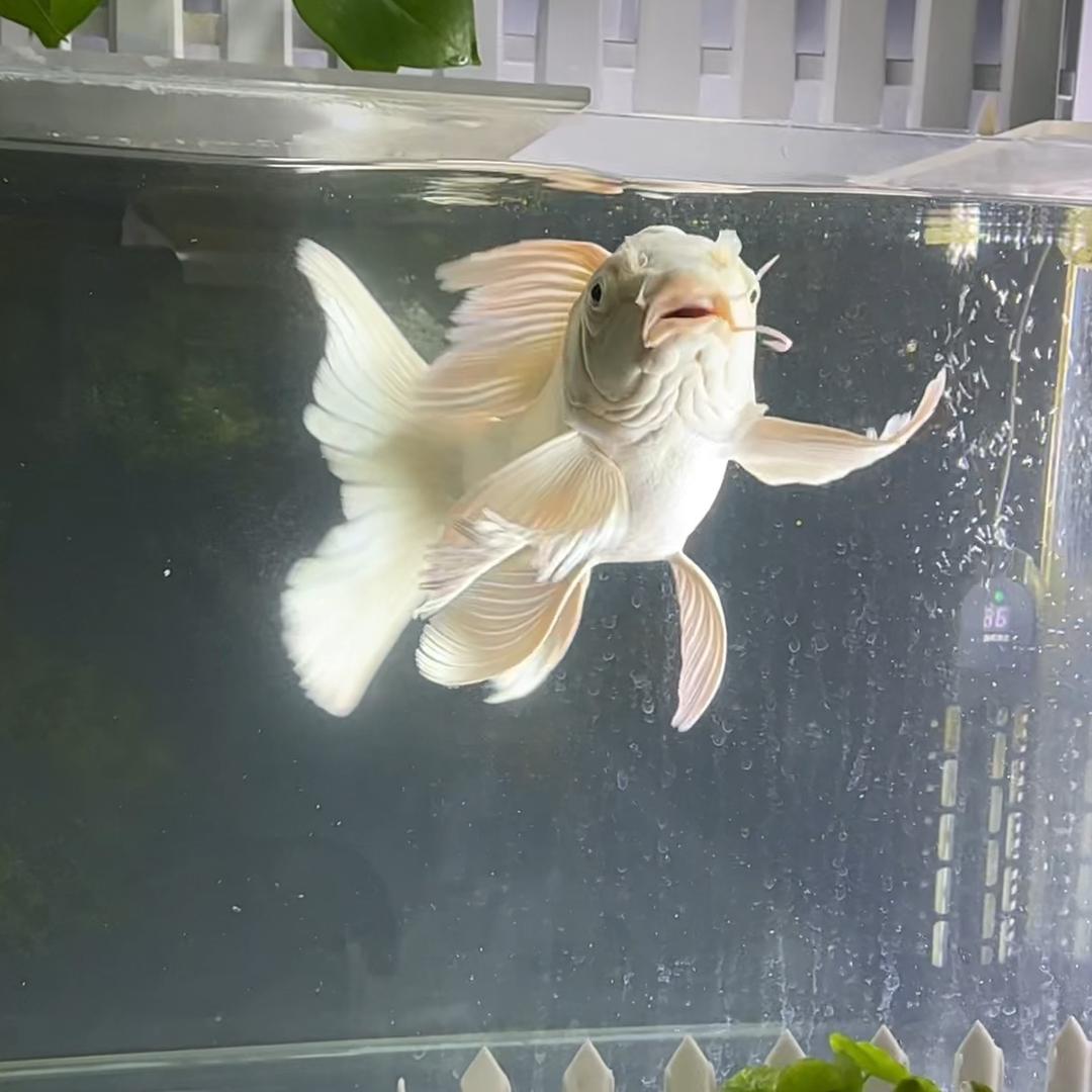 发型师的蝴蝶鲤（带养鱼新手少踩坑）