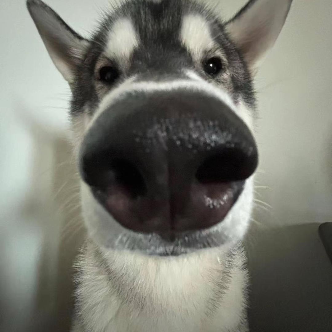 🦛