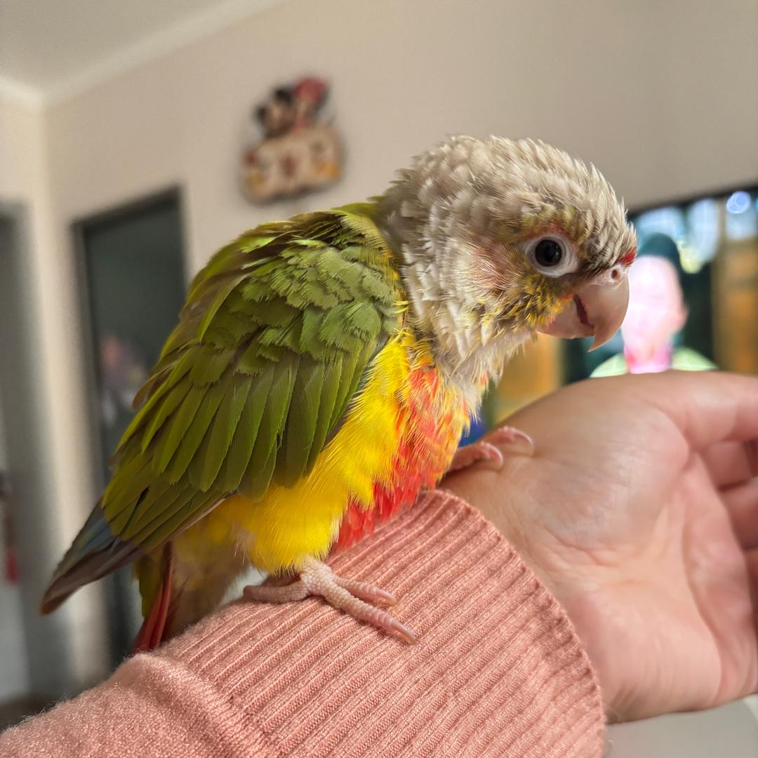 严大小姐（不闲聊）