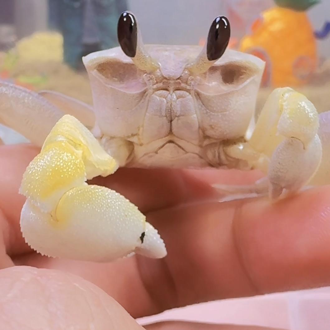 吃货爱玩游戏