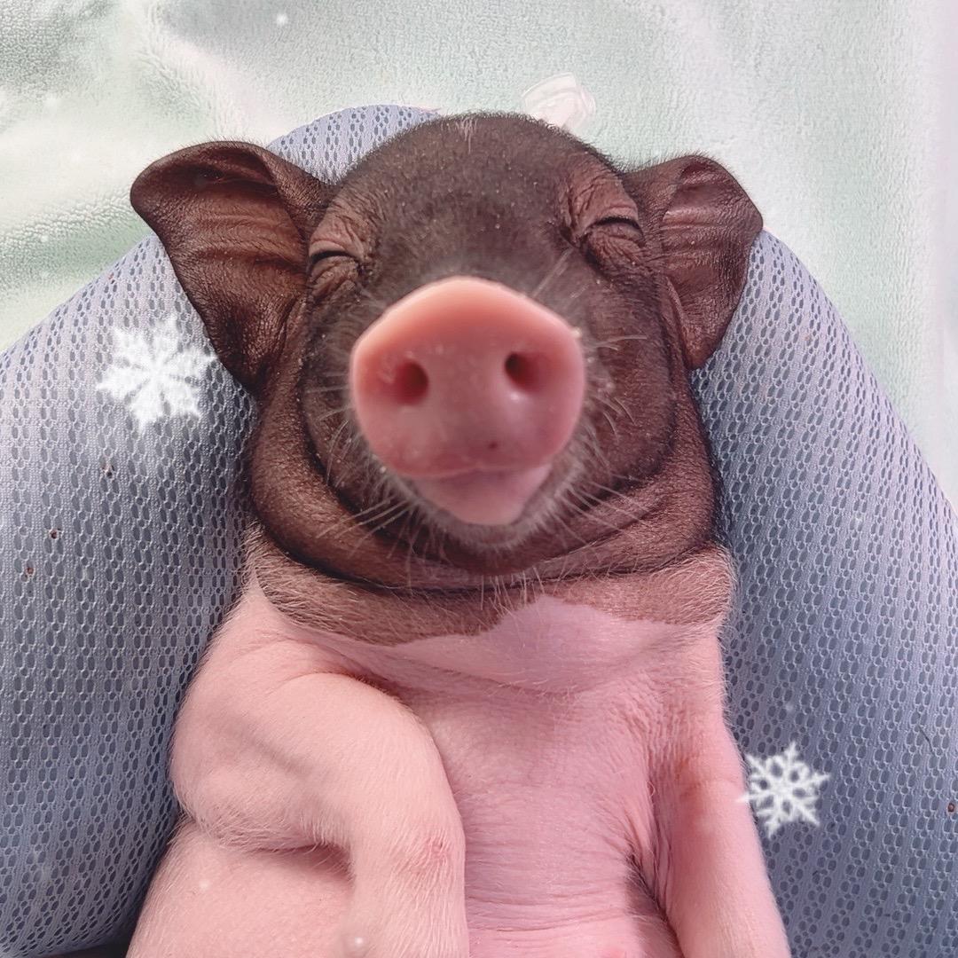 小香猪艺术签名