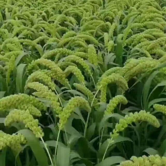 王昌姚💕💕❤️