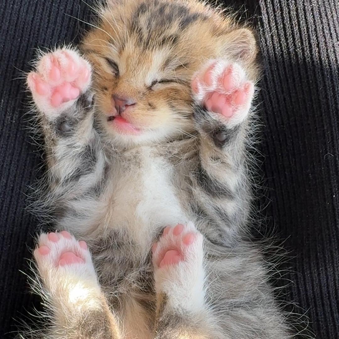 阿花是只猫