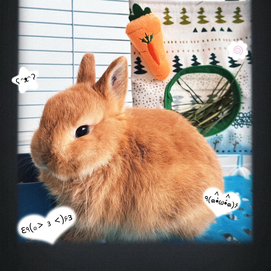 辰宝是只兔叽🐰