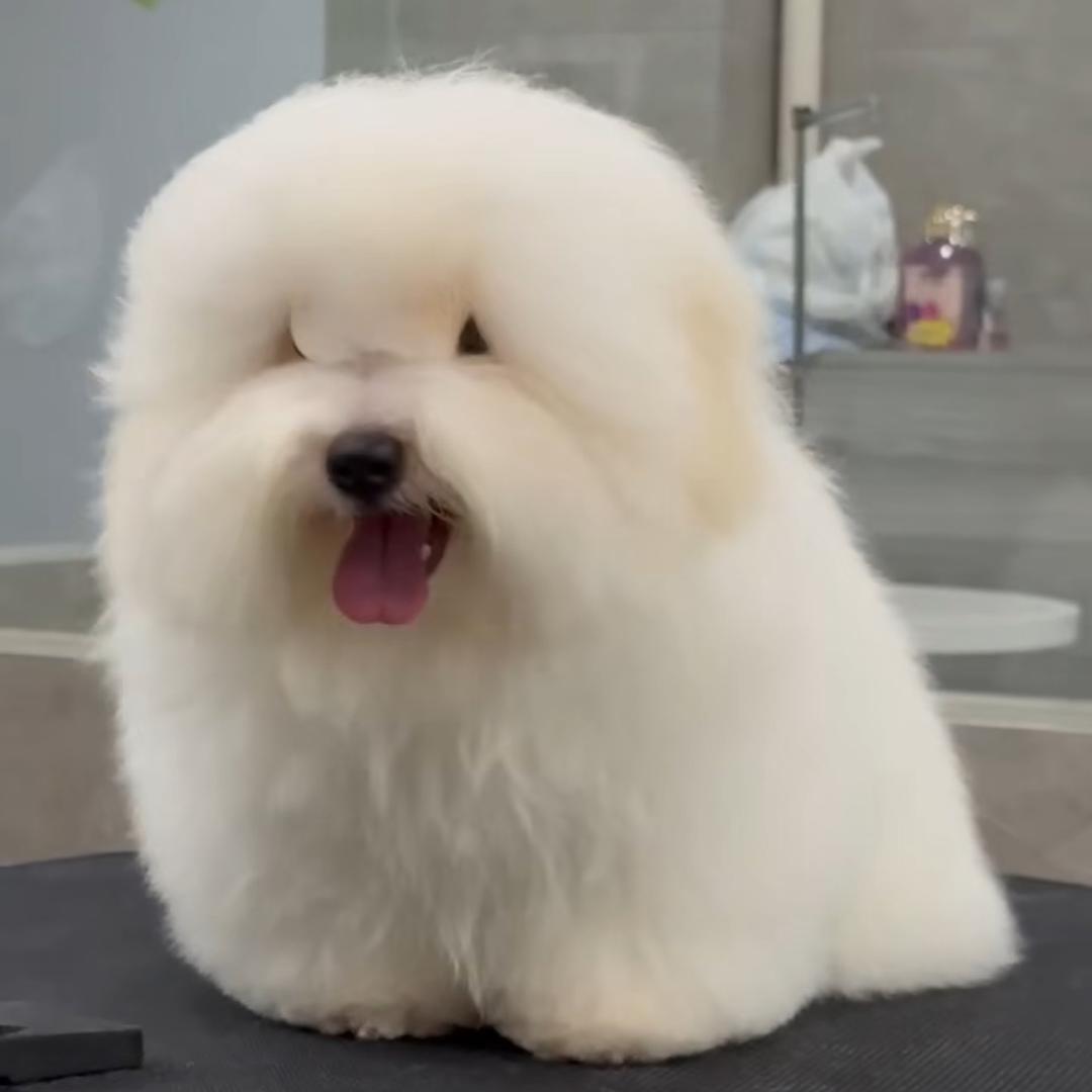棉花犬繁殖基地