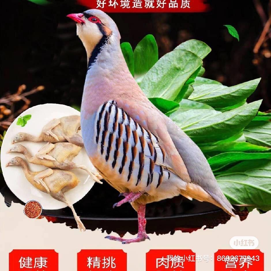 散养飞龙各种珍禽