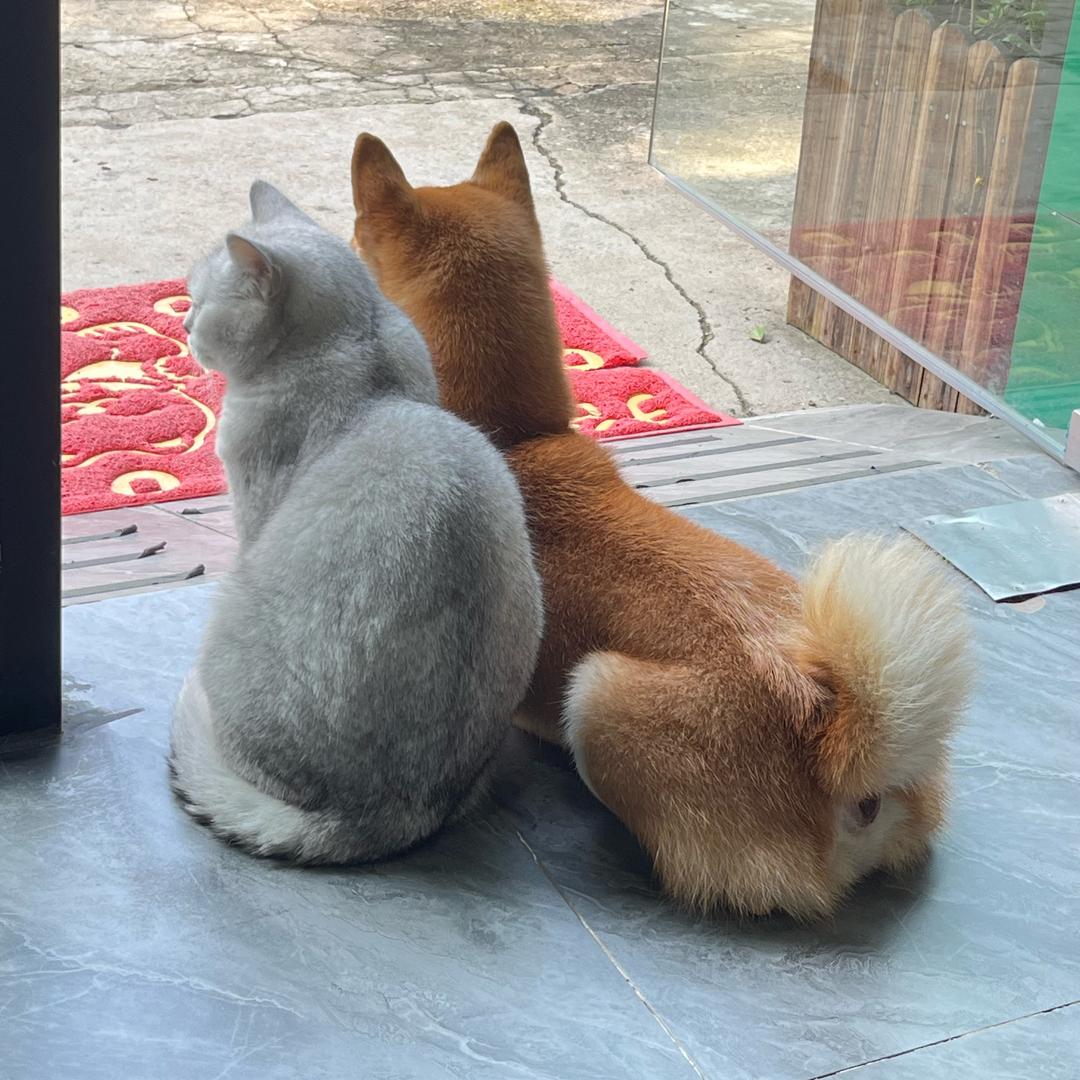 萌宠柴猫