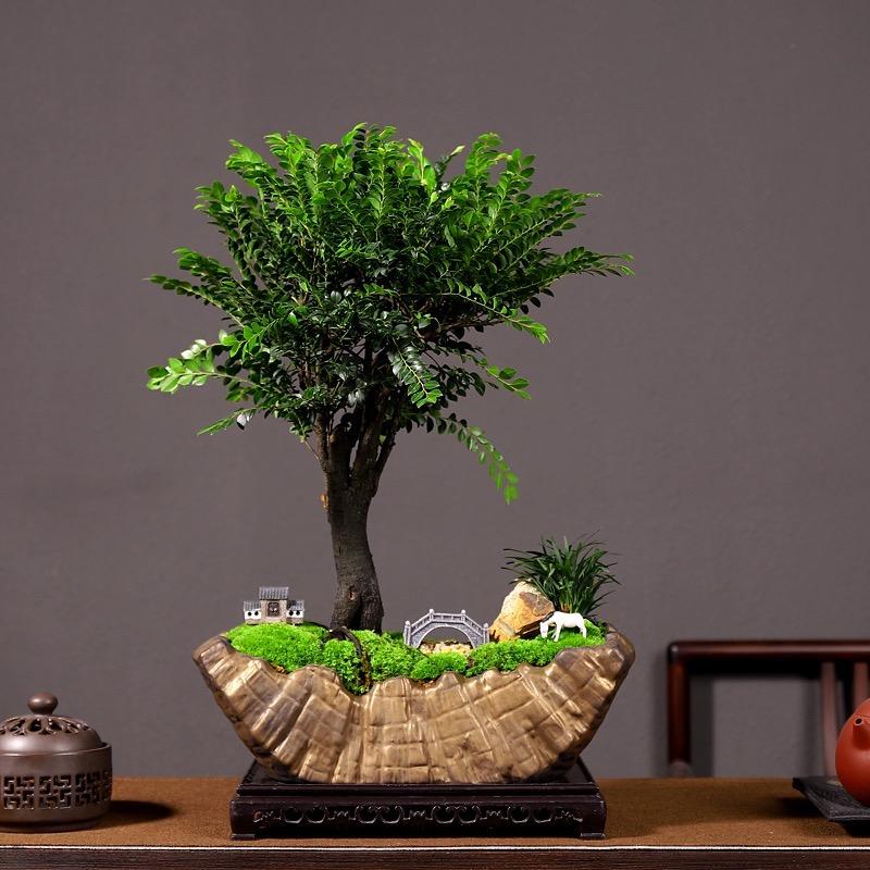 晓凤花卉