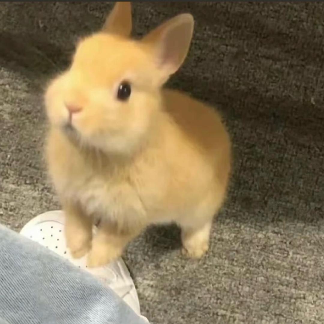 麻辣兔头.