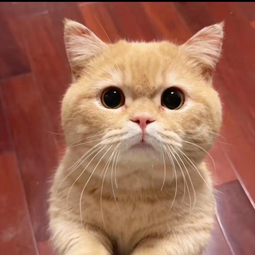 猫菲真珠