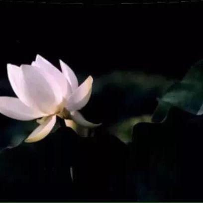 庄生小梦