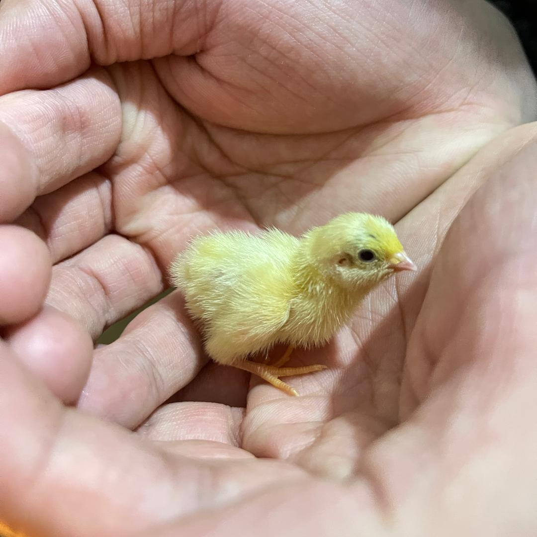 开心小窝之芦丁鸡养成记1