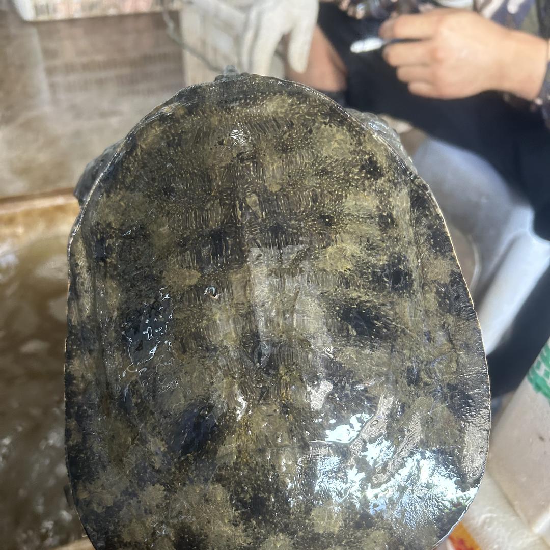 非凡精品甲鱼店