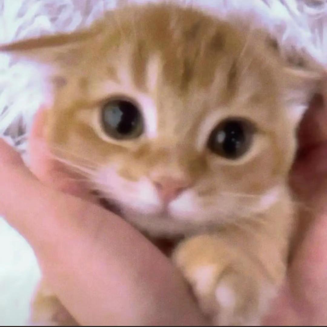 🍟.麦当当（感冒哑声版）