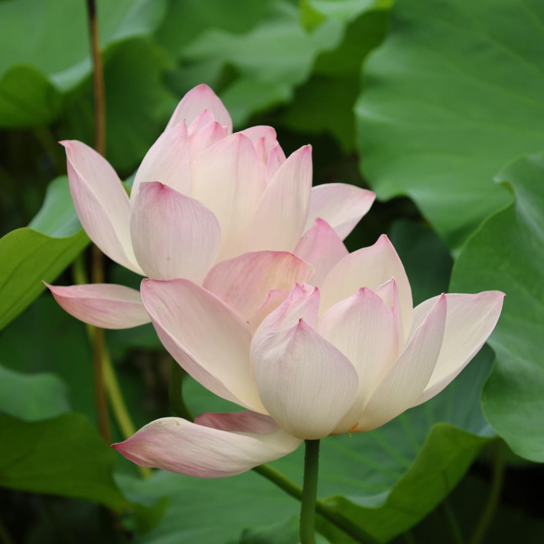 蟹老板的罐头鱼