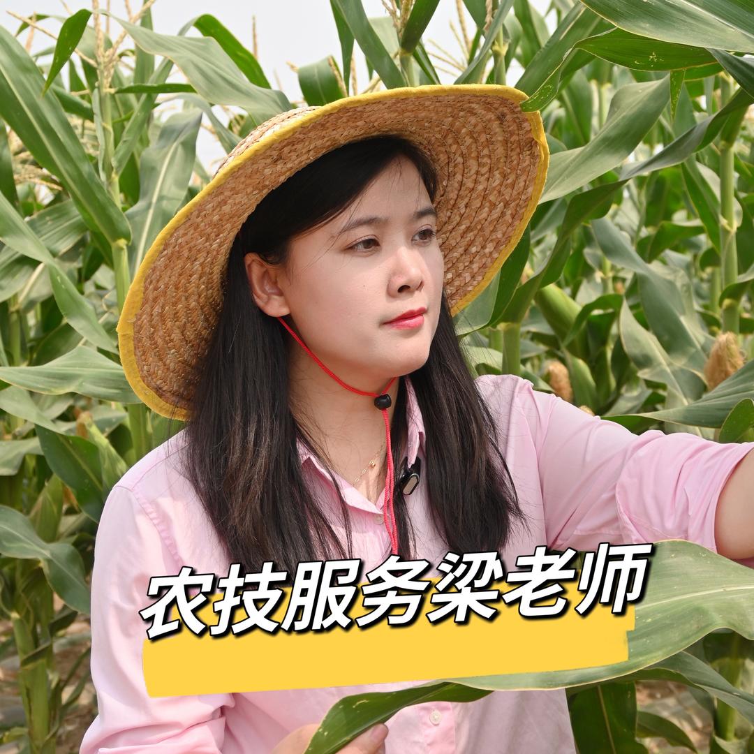 农技梁老师（金大地）