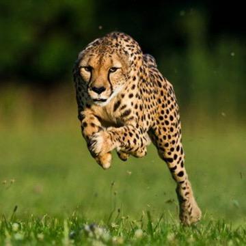 大漠解说动物世界@抖音