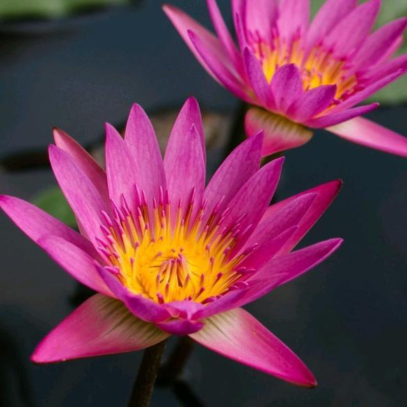 缘起生花