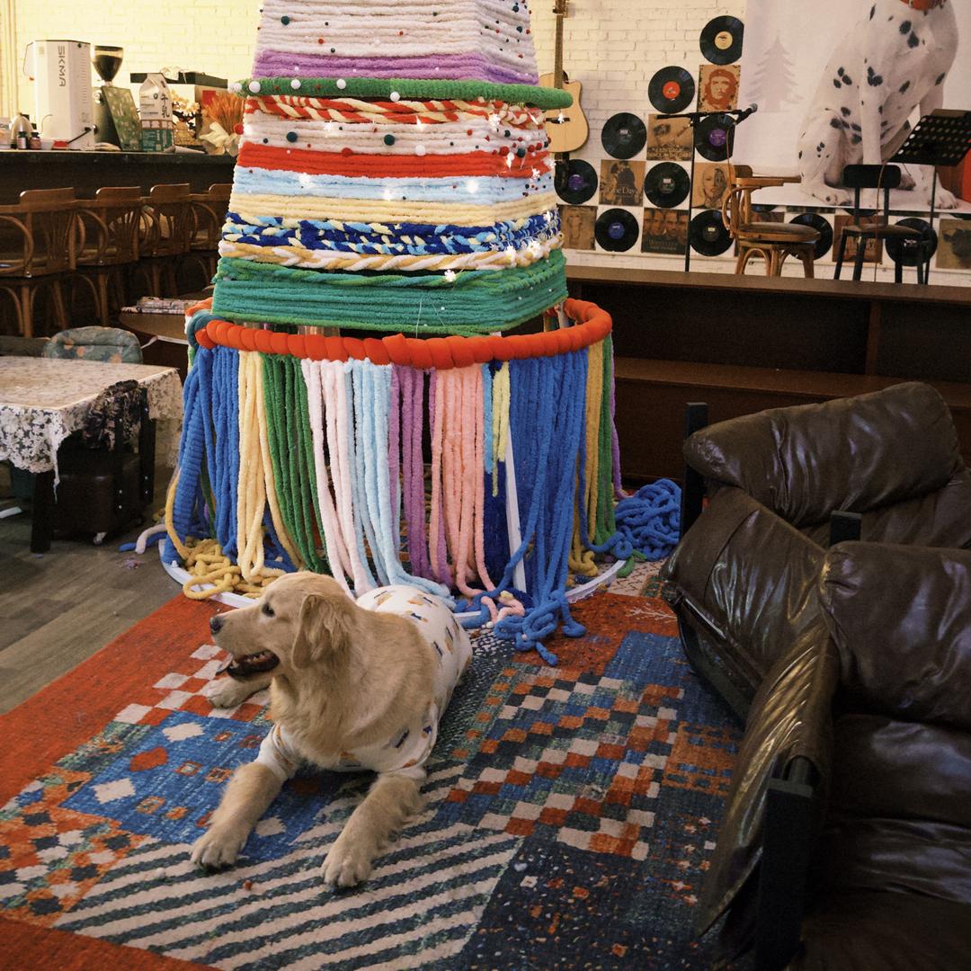 年糕喜欢刨沙发🛋️