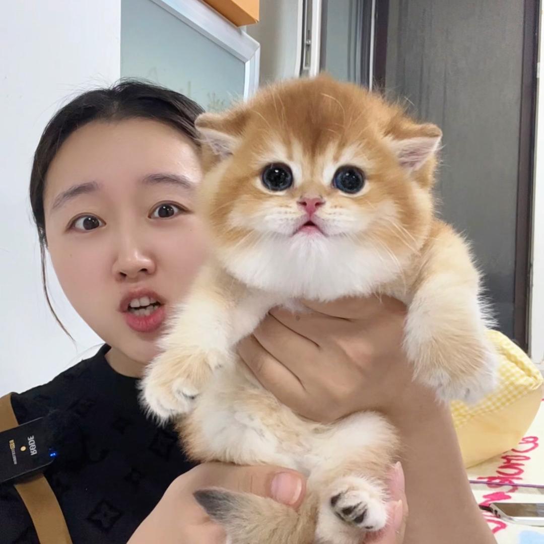 小敏高端宠物(熊版猫创始人)