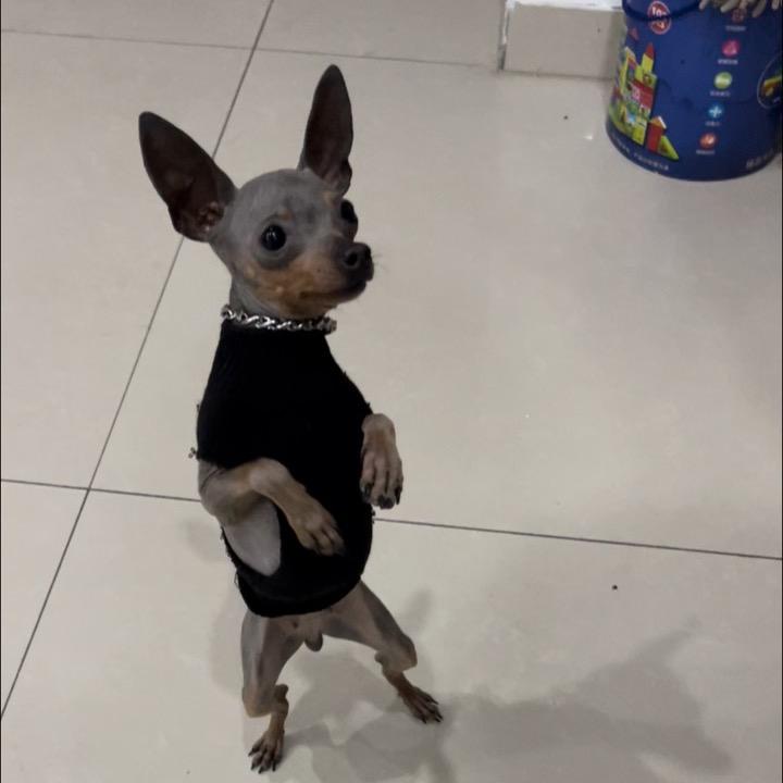 小军的鹿犬（山东小军）