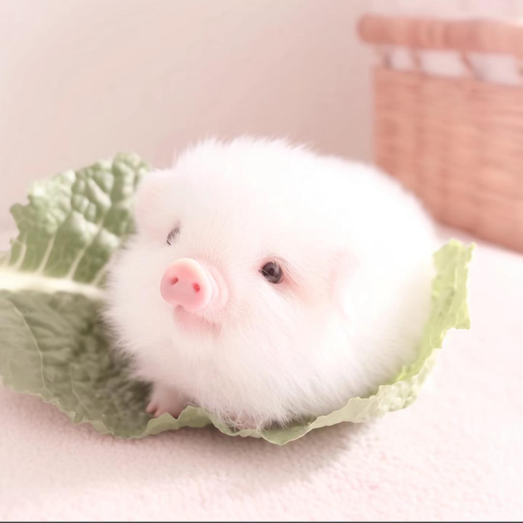 呆头