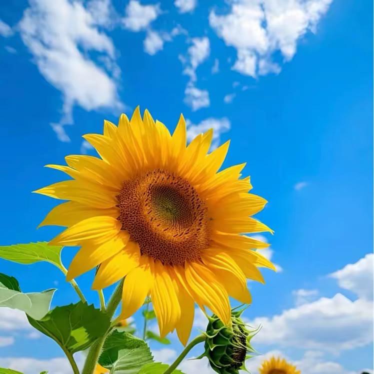 猛扇哑巴那张好嘴