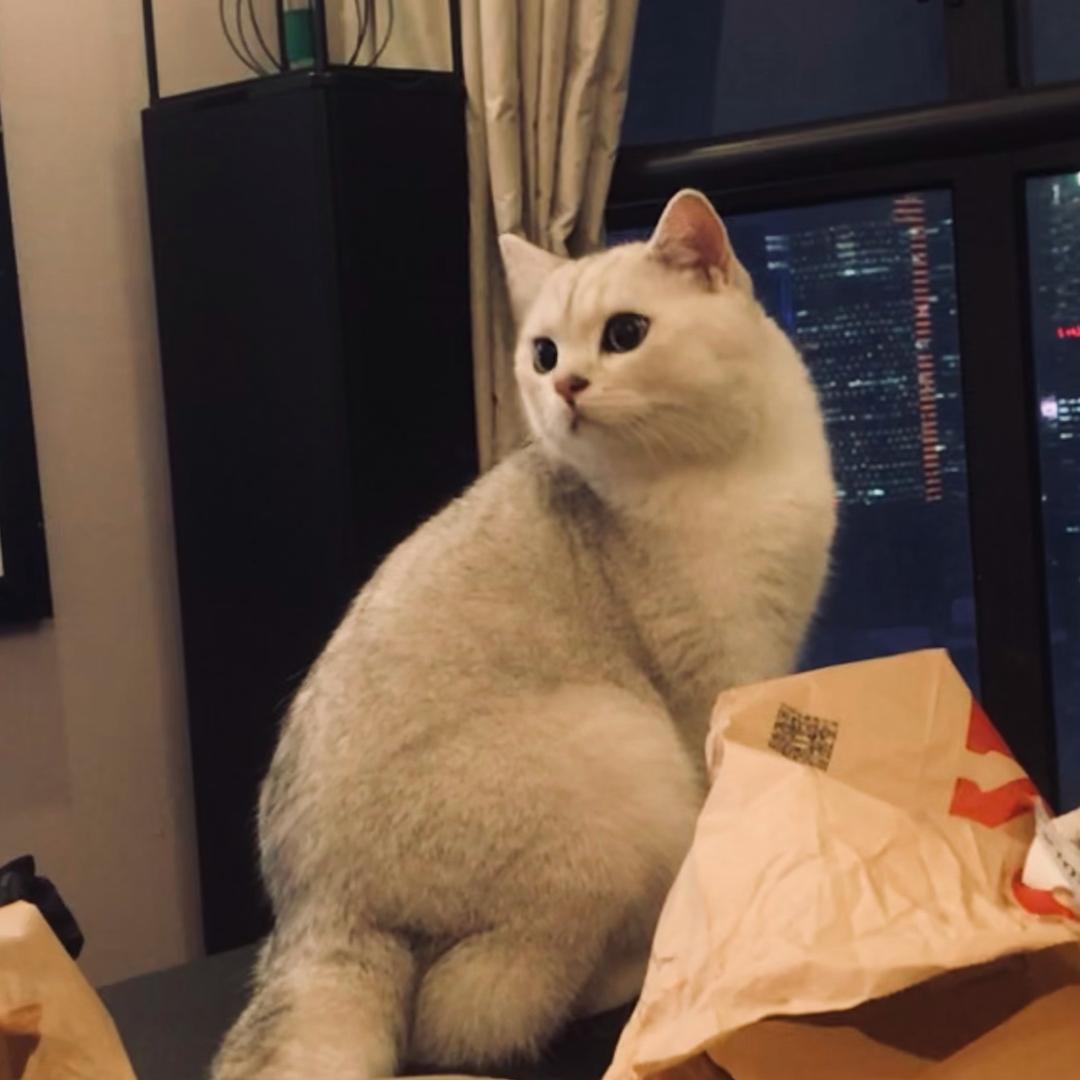 海蝶的猫咪呀