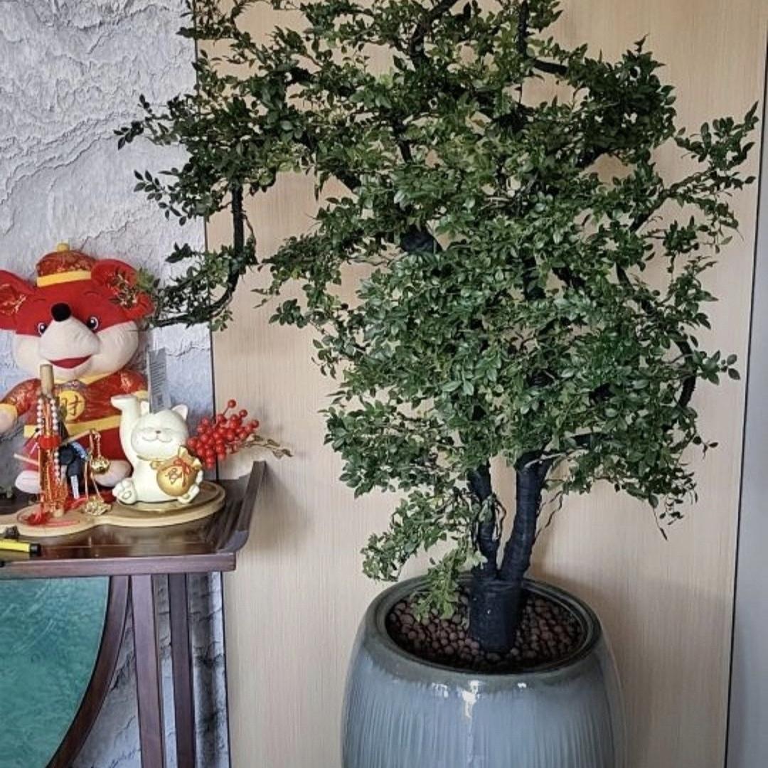 雅居园艺绿植基地