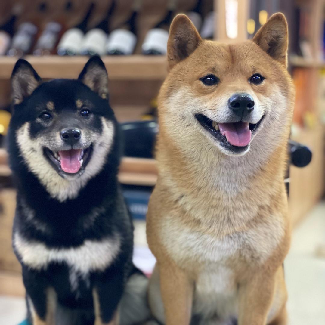 圣财宠物之家