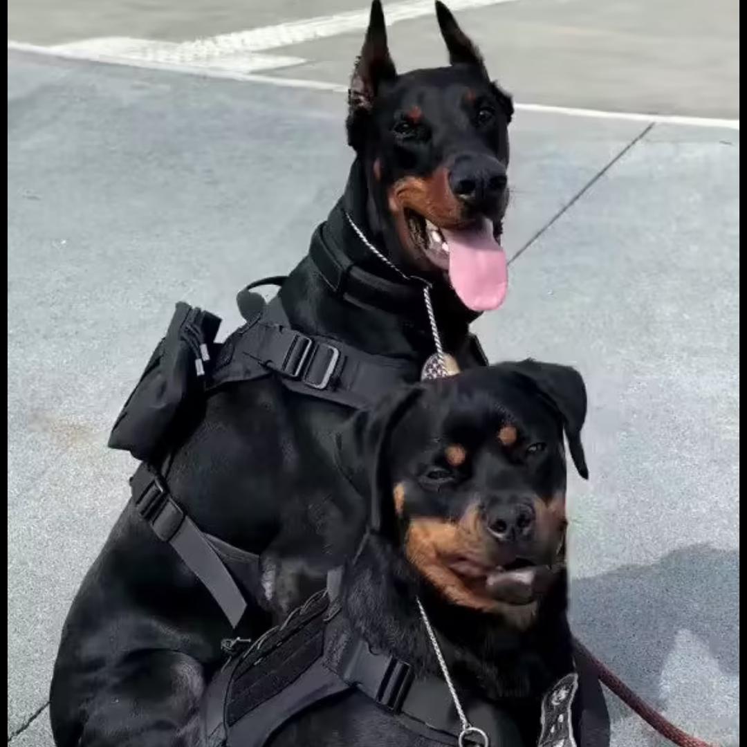 老张犬业