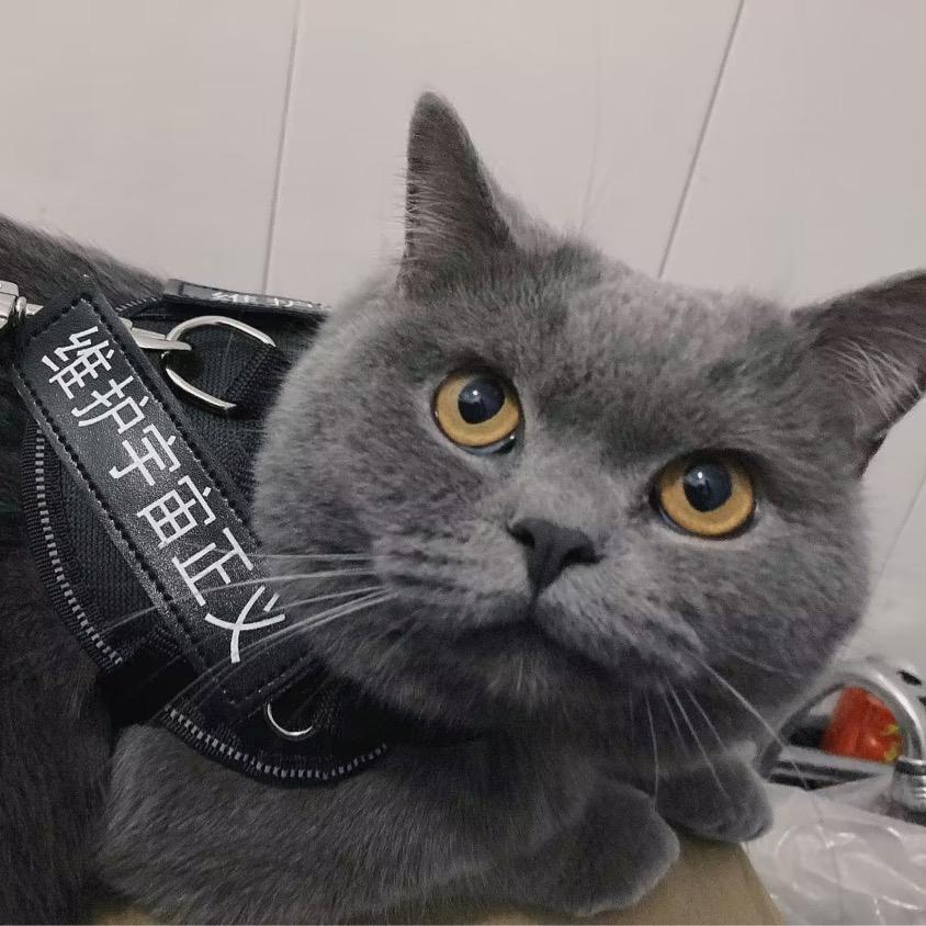 皮皮猪  　　　　　　　　    ༽